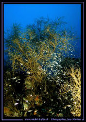 Glass Fishes - in the waters of the Maldives... :O) ... by Michel Lonfat 